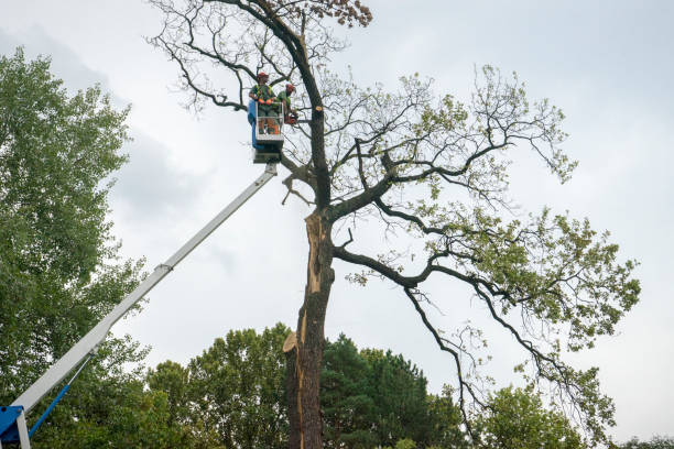 Seasonal Cleanup (Spring/Fall) in Walker, LA