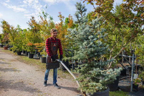 How Our Tree Care Process Works  in  Walker, LA